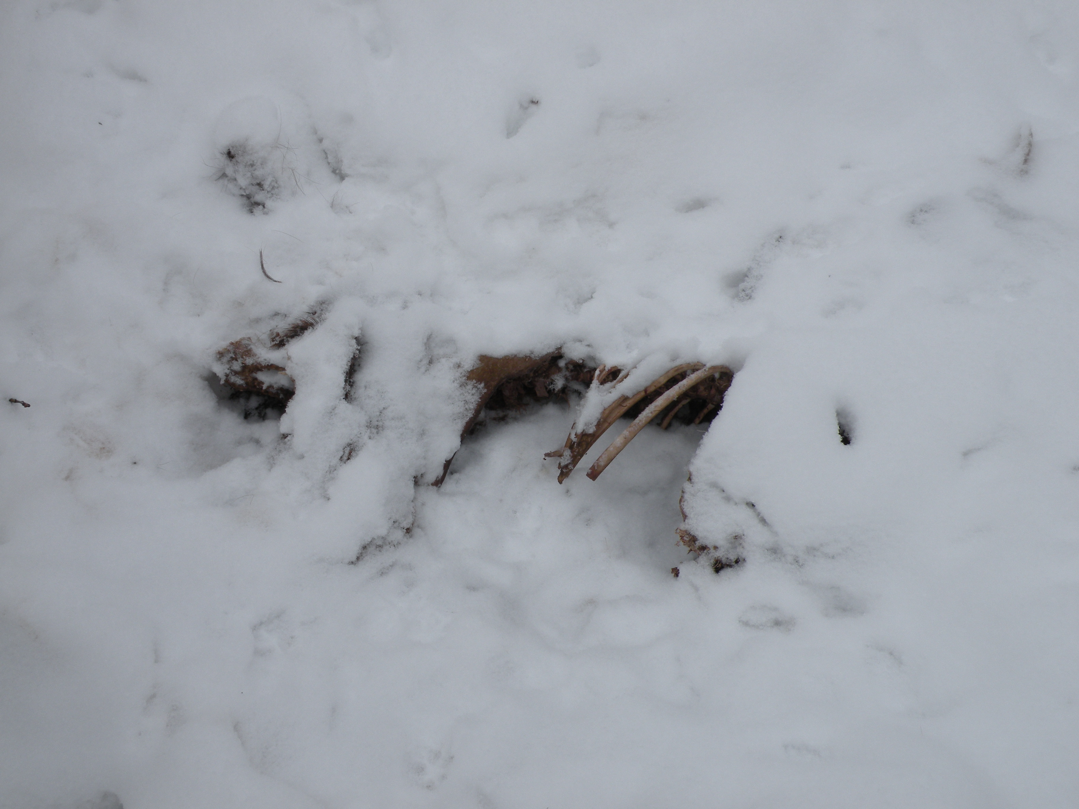 Deer remains