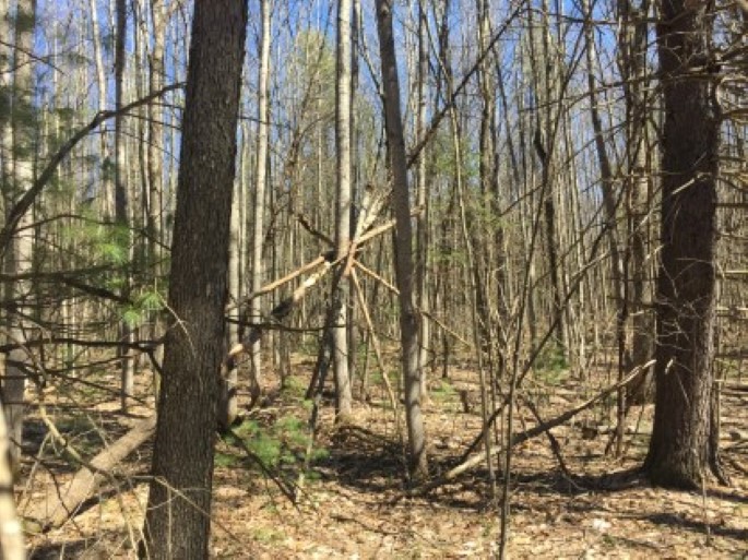 Large Tree Structure