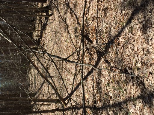 Blocked ORV Trail
