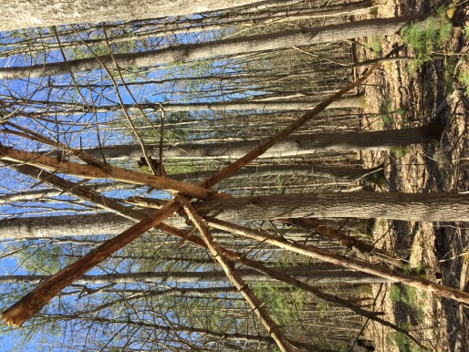 Large Tree Structure, different angle
