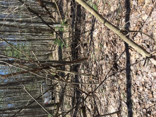 Mini-me Tree Structure, different angle