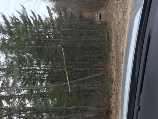 Tree suspended by limbs 15' off the ground