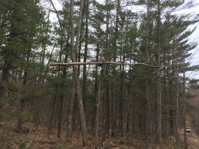 Tree suspended by limbs 15' off the ground, different angle.