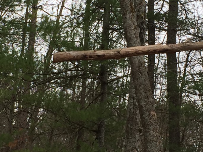 Zoomed in and notice that this tree was cut by a chainsaw.