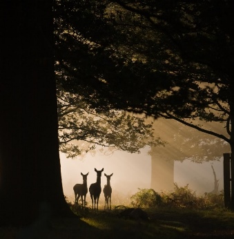 deer_forest