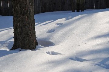 bobcat