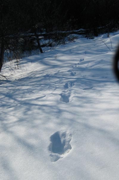 coyote path