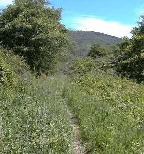 trail_grass