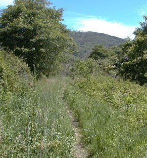 trail_grass