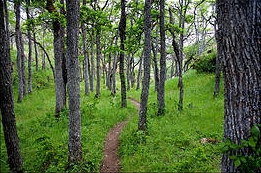 trail woods