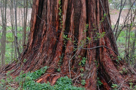 dawn redwood base