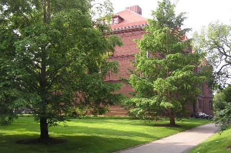 harvard dawn redwood