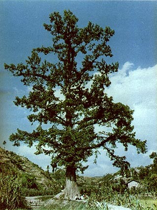 type tree dawn redwood