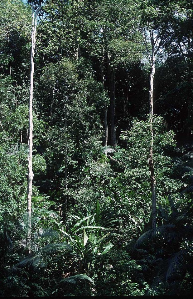 malaysia_jungle_small.jpg