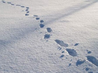 human_tracks