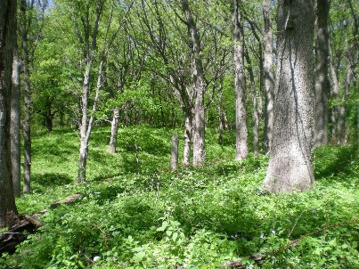 springwoods