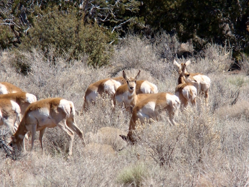 antelope