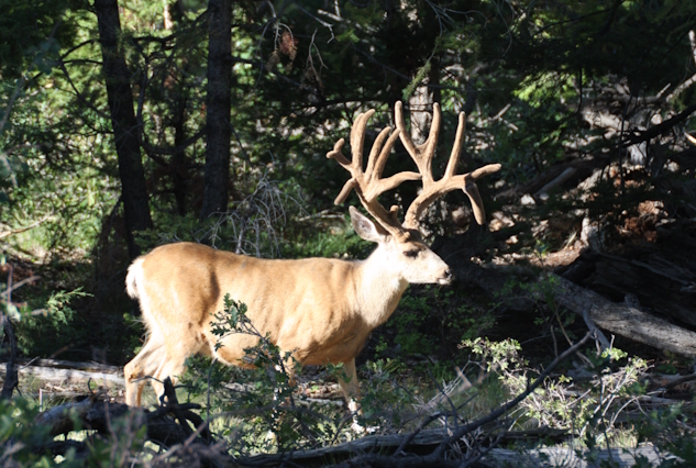 elk