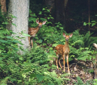 nw pa