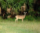 floridadeer