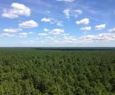 NJ Pineys