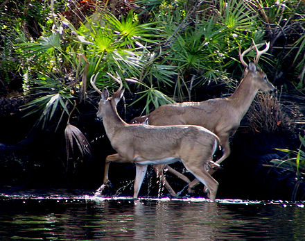 Florida Whitetail Deer