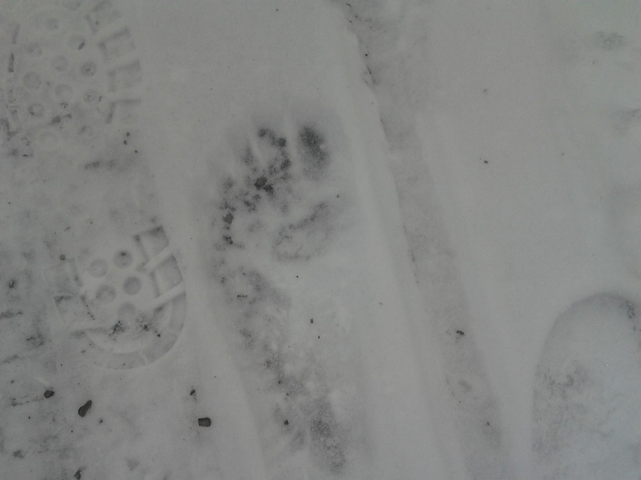 BFRO Report 38725: Possible footprints found by a tree trimming crew on ...