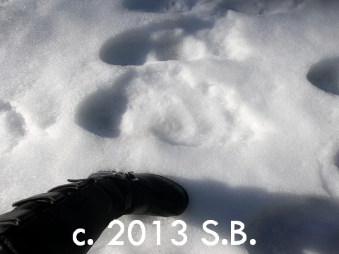 BFRO Report 38933: Footprints found along snow covered road near ...