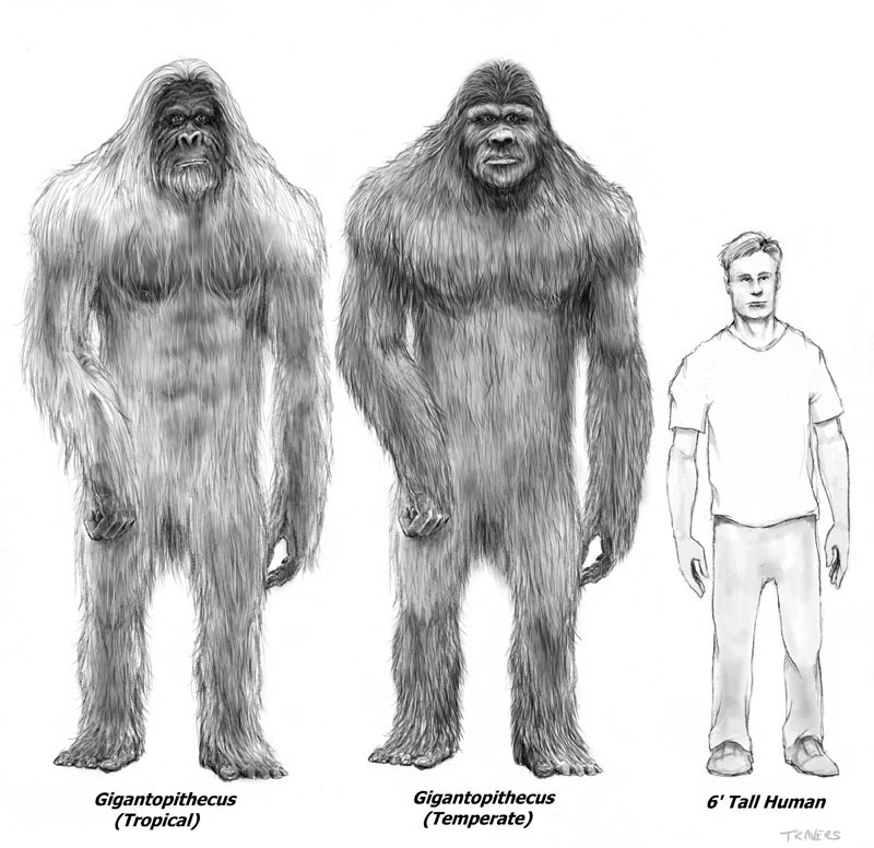 gigantopithecus blacki brain size