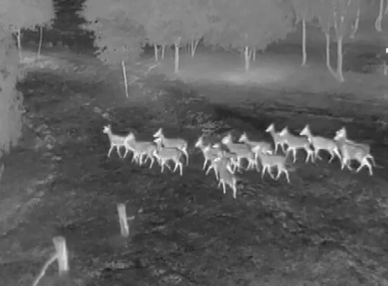 deer