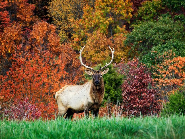 elk