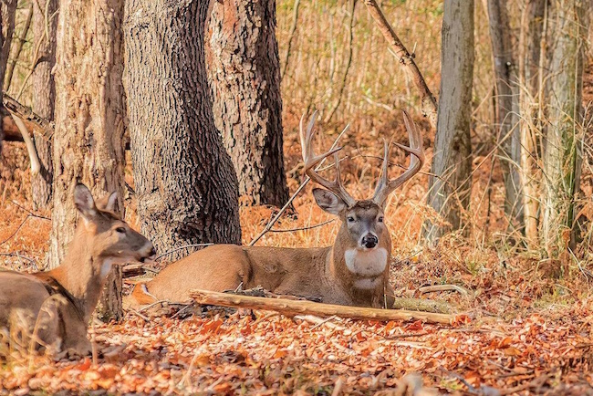 two deer