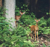 nw pa